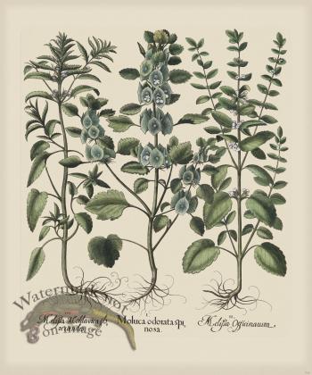 Besler 226 Colored  B2